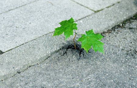 small sycamore maple tree  (Acer pseudoplatanus) seems to break through asphalt, Bavaria, Germany