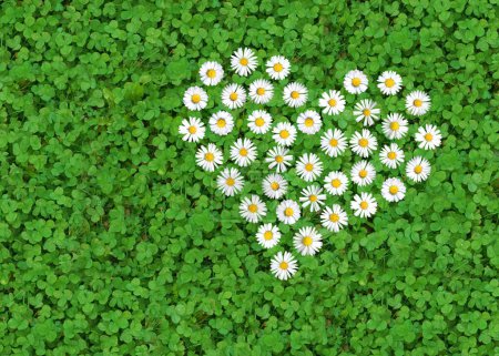 margarita (Bellis perennis) formada como un corazón sobre un trébol blanco (Trifolium repens) bajo tierra, símbolo