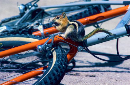 Photo for City of Rocks National Reserve, Idaho, USA, June 1992, a Golden-mantled Ground Squirrel (Spermophilus lateralis) sitting on a Scott Racing mountain bike - Royalty Free Image