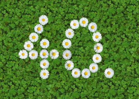 number written with daisies (bellis perennis) on green clover
