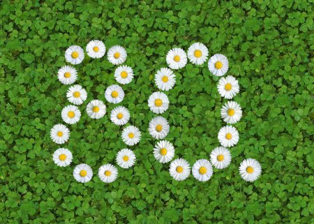 number written with daisies (bellis perennis) on green clover