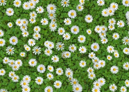 Photo for Daisies (Bellis Perennis) on green clover - Royalty Free Image