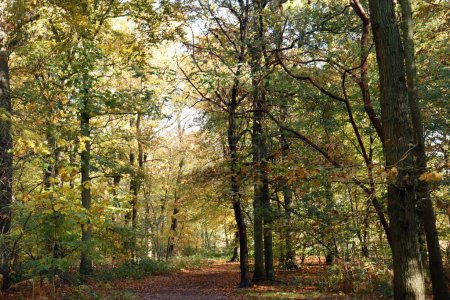 Téléchargez les photos : Chemin dans la forêt à De Bilt, Pays-Bas. Scène automnale. - en image libre de droit