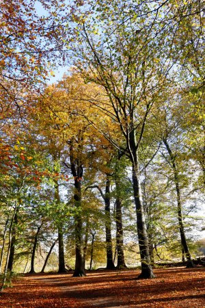 Große Bäume im Wald in De Bilt, Niederlande. Herbstliche Szenerie.