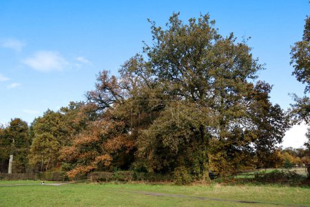 Big tree in public park in De Bilt, Netherlands.
