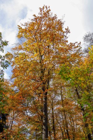 Téléchargez les photos : Automne, Gros arbre, Coloré, feuilles, Majestic, Pays-Bas, De Bilt - en image libre de droit
