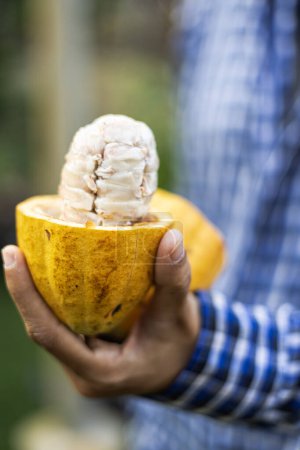 Foto de Mujer agricultora sosteniendo una fruta madura de cacao con frijoles dentro. - Imagen libre de derechos