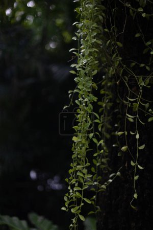 Gros plan feuille verte de Dischidia nummularia Variegata (Asclepiadaceae) plante suspendue sur le mur brun foncé de la nature comme motif texture papier peint. Dischidies vertes grandissant sur un arbre après la pluie.