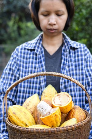 Close-up image of a woman holding a basket of Cocoa pod. Cut in half ripe cacao pods or yellow cacao fruit Harvest cocoa seeds on a basket.