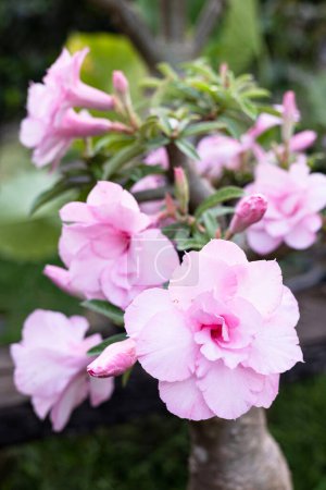 Hellrosa Adeniumblüten, die süß aussehen. Süßes Rosa. Rosafarbener Adeniumbaum.