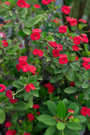 Close up colorful red flowers of Crown of Thorns, Euphorbia Roses are blooming in the garden