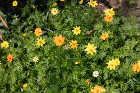 Gelber Kosmos blüht im Garten. Schöne gelbe Kosmos-Blumen auf Kosmos-Feld Hintergrund.