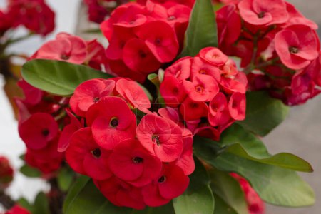 Close up colorful red flowers of Crown of Thorns, Euphorbia Roses are blooming in the garden.