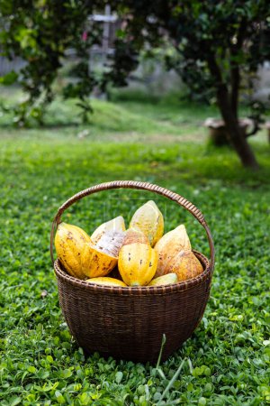 A basket of Cocoa pod. Cut in half ripe cacao pods or yellow cacao fruit Harvest cocoa seeds on a basket.