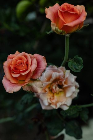 Large fading bright orange roses in autumn in the garden or in the park. Salmon color roses in the garden.