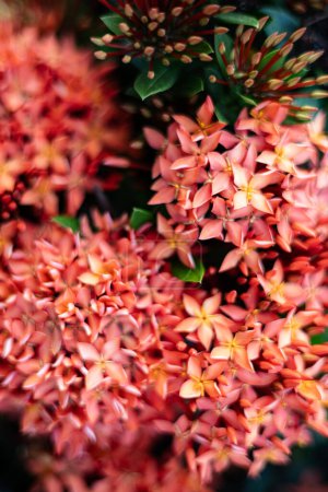 Rote Rubiaceae ist eine wunderschöne Blume. Kann im Hof gepflanzt werden und auch die Homepage verschönern und ist einfach zu pflegen und zu pflegen.