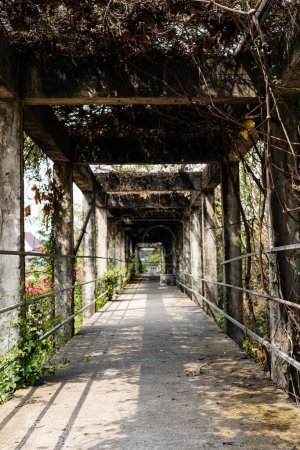 A Pathway Covered With Dry Vine Climbing Along The Arbor And Concrete Columns. Passageway covered with foliage and vegetation.
