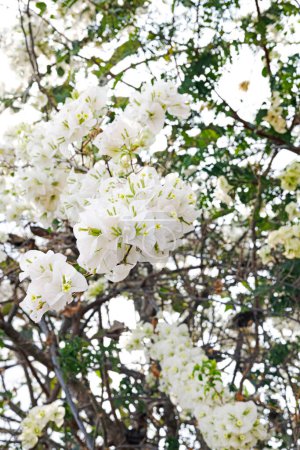 Bougainvillea is a genus of thorny ornamental vines, shrubs. A blooming white bougainvillea flower.