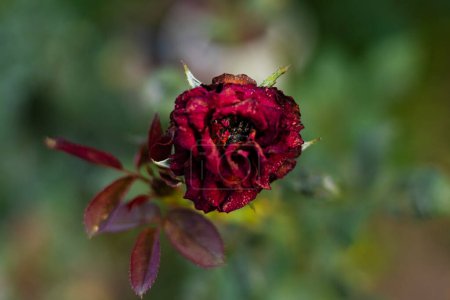 Withering red roses at the garden. Withered red rose bud. Dried flowers.