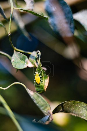 Nahaufnahme eines grünen Käfers. Es hat eine braune Herbstfärbung. Es ist ein wirtschaftlich wichtiger Schädling.