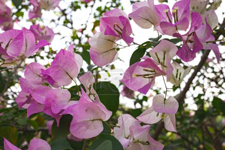 Beautiful Pink Bougainvillea Flowers. Close up of pink flower.