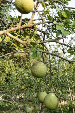 Reife Pomelo-Früchte hängen an den Bäumen im Zitrusgarten. Pomelo oder Grapefruit auf dem Baum im Garten.