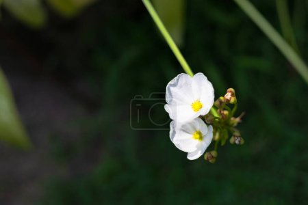 Flor del hijo de Ame cabeza de flecha. Flores blancas sobre fondo borroso.
