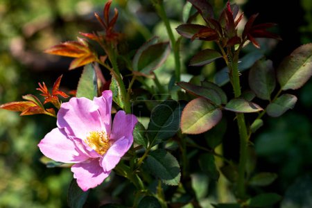 Hermosa flor rosa rosa salvaje flor en rama. Rosas silvestres rosadas en primavera.