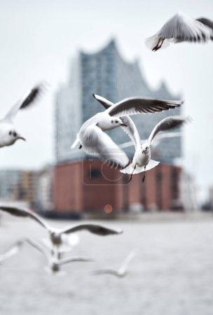 Seagulls flying in front of the Elbphilharmonie in Hamburg harbour