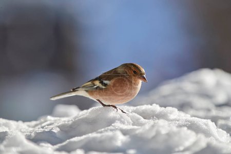 Book finch sitting in the snow, blurred background