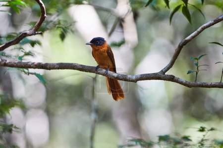 Malagasy paradise catcher  (Terpsiphone mutata) sitting on a branch in a forest near Morondava, Madagascar