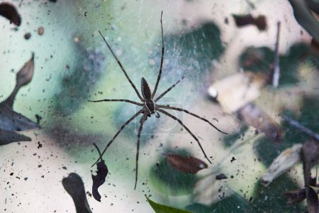 Six-spotted Fishing Spider (Dolomedes triton) sitting in its web in a forest near Morondava, Madagascar