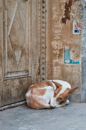Amritsar, Punjab, India - Portrait of a street dog sleeping in front of old wooden door