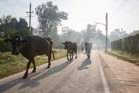 Delhi, India - la gente y las vacas continúan con sus negocios en un camino en Delhi en la niebla de la mañana temprano
