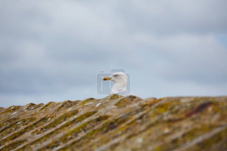 Mousehole, Cornwall, UK - Möwe ((Larus argentatus)) steht auf Hafenmauer