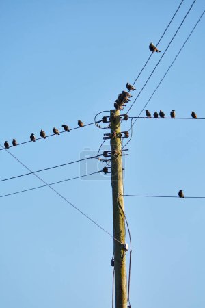 Cornwall, Großbritannien - Vögel sitzen auf mehreren Drähten eines hölzernen Strommasten
