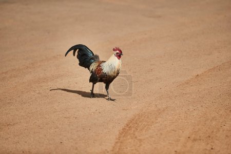 proud rooster crossing a sandy dirt road on Kauai, Hawaii, USA	