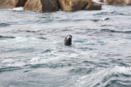 Isles of Scilly, United Kingdom - grey seal swimming in the sea looking towards camera. Rocks in the background