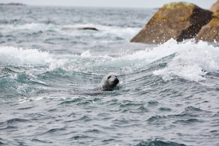 Isles of Scilly, Großbritannien - Kegelrobbe im Meer blickt in die Kamera. Felsen im Hintergrund