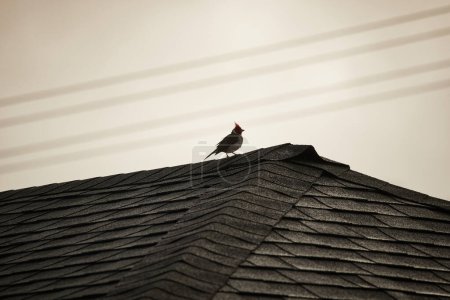 Grey cardinal (Paroaria coronata) sitting on roof in Hanalei, Hawaii. Blurred power lines in the background