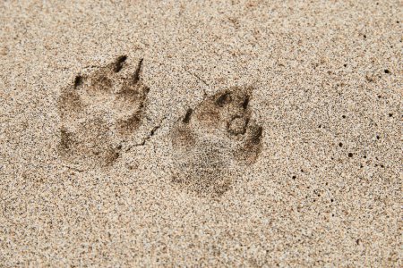 gros plan des empreintes de pattes de chien dans le sable d'une plage à Hawaï