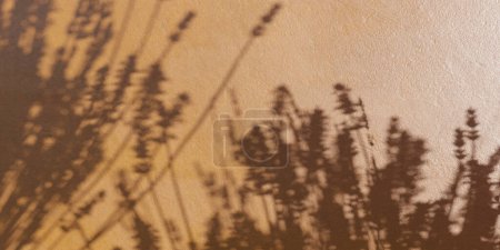 Der Schatten einer Pflanze wird auf eine schlichte Wand geworfen, wodurch ein auffallender Kontrast zwischen hell und dunkel entsteht. Die filigranen Details der Pflanzenblätter sind im Schatten deutlich sichtbar.
