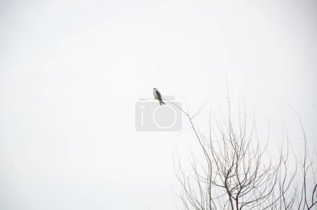 Foto de Un pájaro sentado en un árbol seco - Imagen libre de derechos