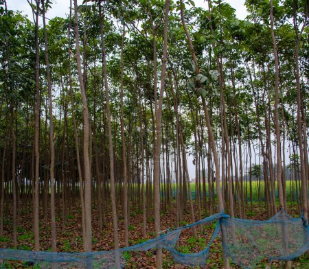 Foto de Árbol plantado en fila y columna en la Selva - Imagen libre de derechos