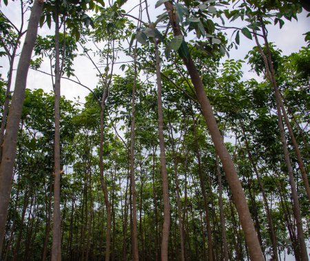 Foto de Árbol plantado en fila y columna en la Selva - Imagen libre de derechos