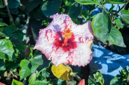 Photo for Hibiscus flower with green leaf in the garden - Royalty Free Image