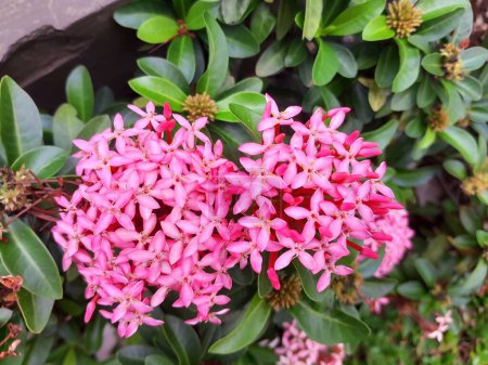 Pink Ixora Chinensis aka Chinese Ixora on a flowerpot. It is a flowering plants in the family Rubiaceae.
