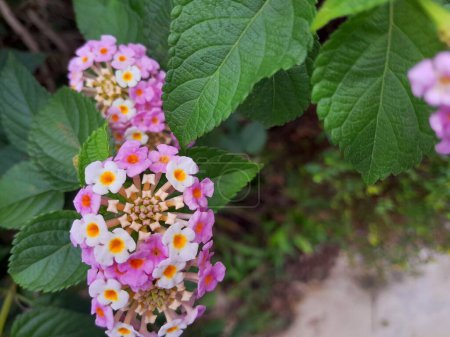 Hermosa Lantana Camara aka Common Lantana, flor de Lantana de las Indias Occidentales en el patio delantero. Es una planta con flores en la familia Verbenaceae..