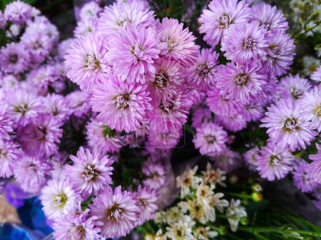 Purple Chrysanthemum aka Mums or Chrysanths in the florist's shop. It is a flowering plants in the Aster family.