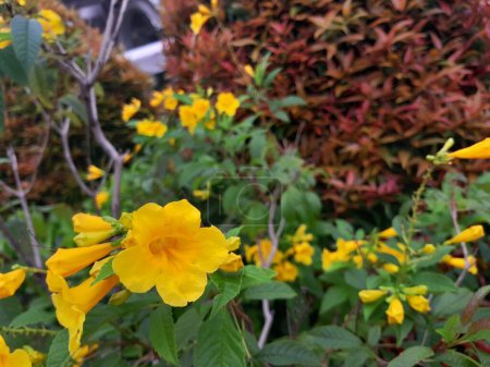 Tecoma stans aka yellow trumpetbush, yellow bells, yellow elder, ginger. Thomas flowers blooming in the garden.